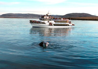 Whale watching boat in Iceland